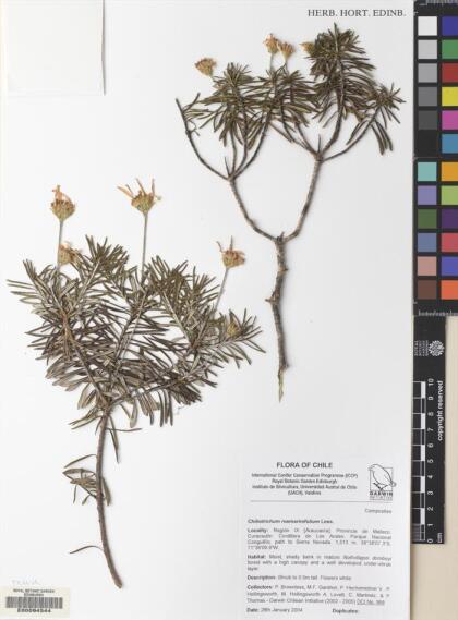 Chiliotrichum diffusum [Espécimen: ]