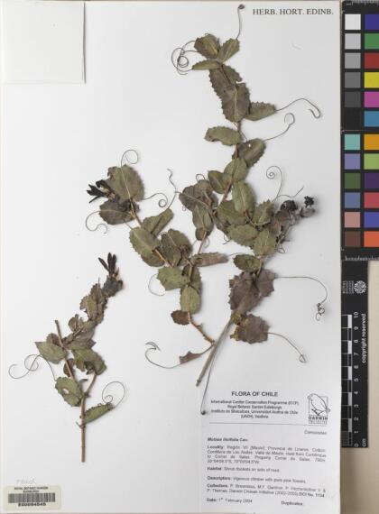Mutisia ilicifolia [Espécimen: ]