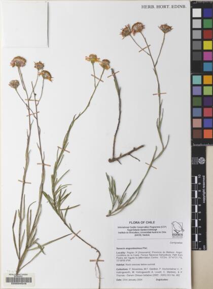 Senecio angustissimus [Espécimen: ]