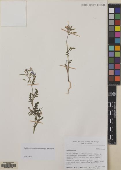 Schizanthus laetus [Espécimen: ]