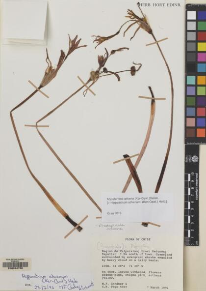 Zephyranthes advena [Espécimen: ]