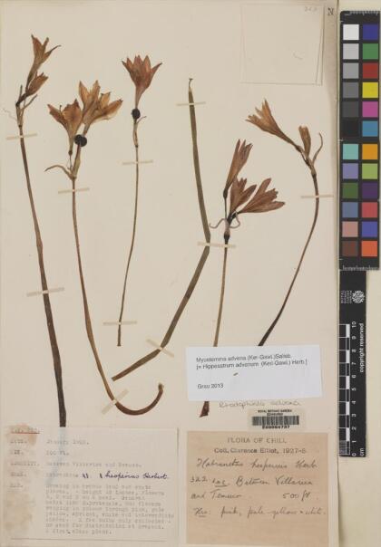 Zephyranthes advena [Espécimen: ]