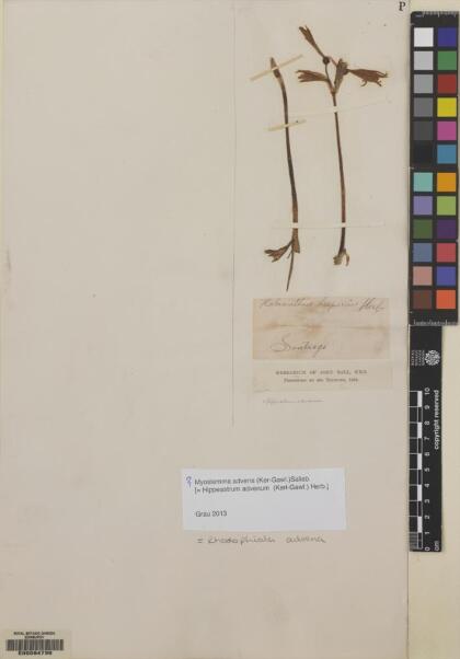 Zephyranthes advena [Espécimen: ]