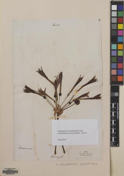 Zephyranthes phycelloides [Espécimen: ]