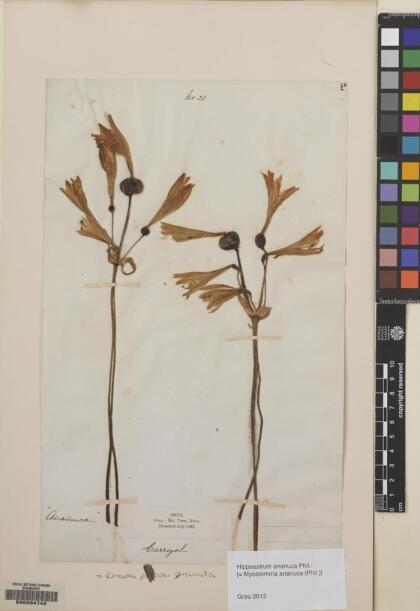 Zephyranthes bagnoldii [Espécimen: ]