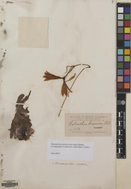 Zephyranthes advena [Espécimen: ]