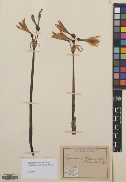 Zephyranthes bagnoldii [Espécimen: ]