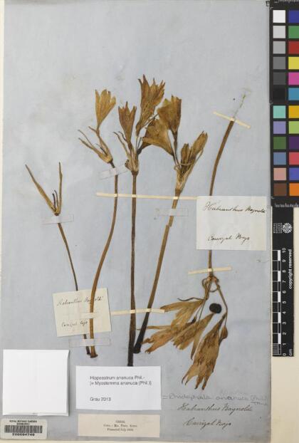 Zephyranthes bagnoldii [Espécimen: ]
