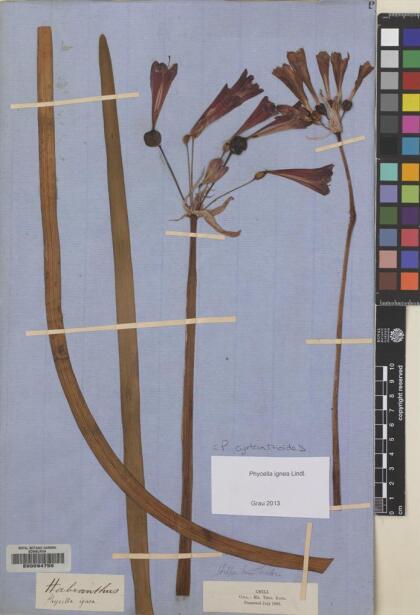 Phycella cyrtanthoides [Espécimen: ]