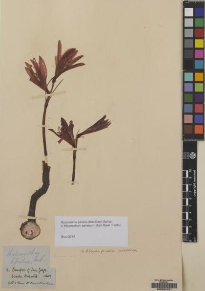 Zephyranthes advena [Espécimen: ]