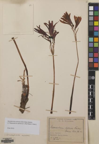Zephyranthes advena [Espécimen: ]