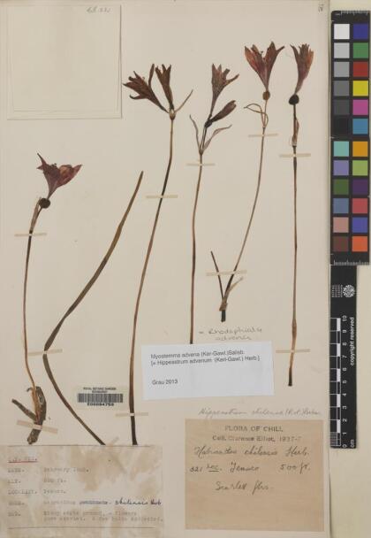 Zephyranthes advena [Espécimen: ]