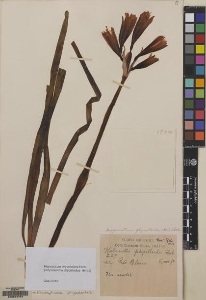 Zephyranthes phycelloides [Espécimen: ]