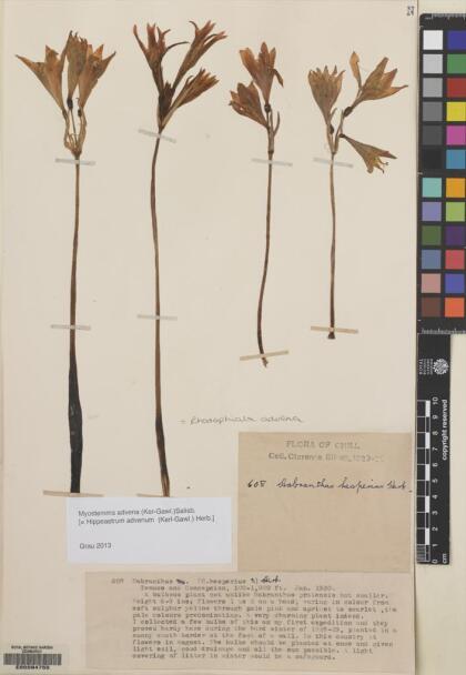 Zephyranthes advena [Espécimen: ]