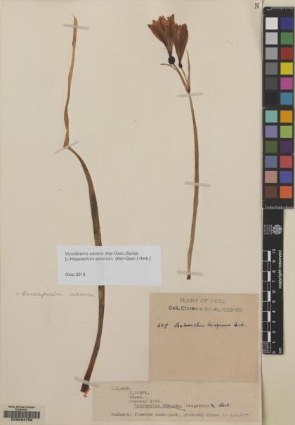 Zephyranthes advena [Espécimen: ]