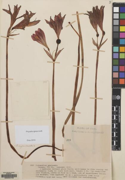 Phycella cyrtanthoides [Espécimen: ]