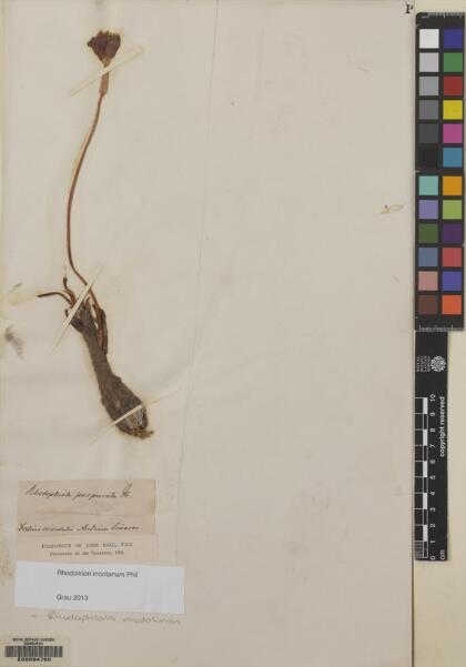 Rhodolirium montanum [Espécimen: ]