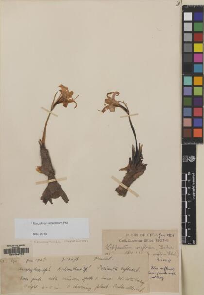 Rhodolirium montanum [Espécimen: ]