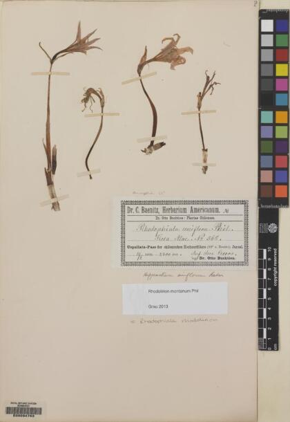 Rhodolirium montanum [Espécimen: ]