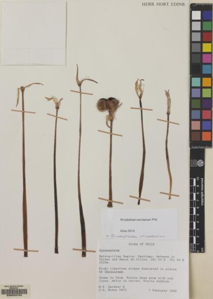 Rhodolirium montanum [Espécimen: ]