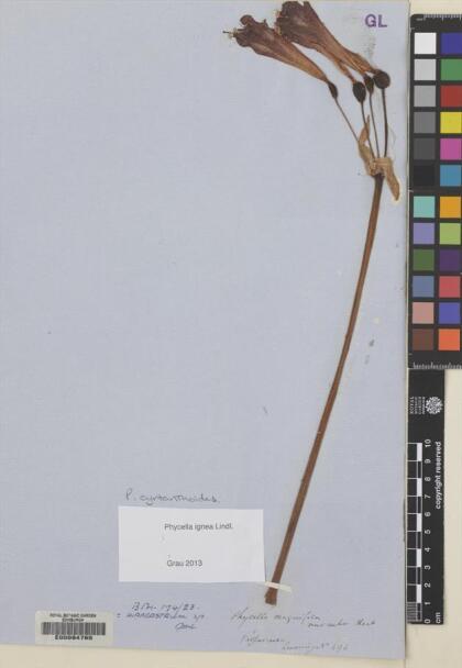 Phycella cyrtanthoides [Espécimen: ]