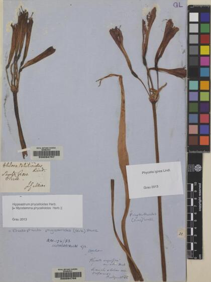 Zephyranthes phycelloides [Espécimen: ]