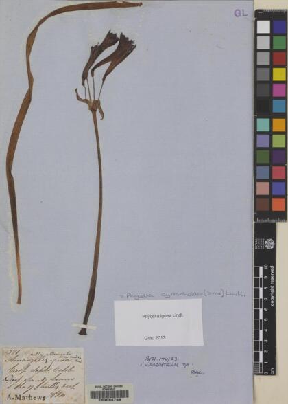 Phycella cyrtanthoides [Espécimen: ]