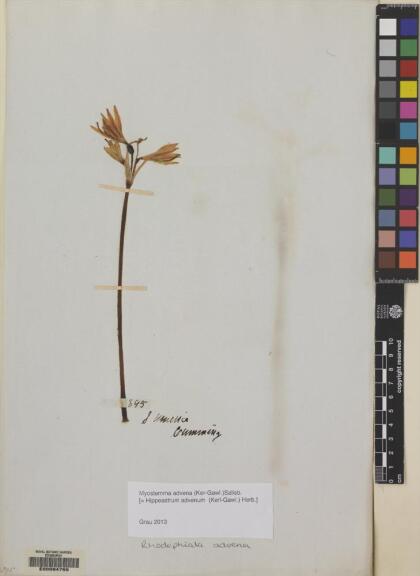 Zephyranthes advena [Espécimen: ]