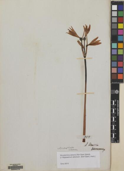 Zephyranthes advena [Espécimen: ]