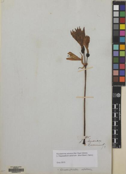 Zephyranthes advena [Espécimen: ]