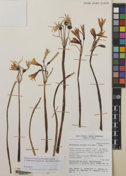Zephyranthes advena [Espécimen: ]
