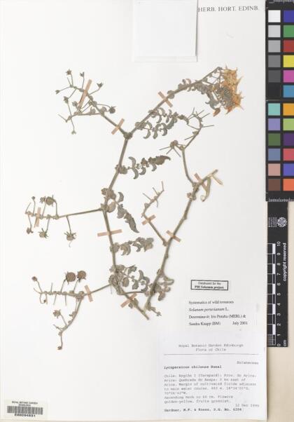 Solanum peruvianum [Espécimen: ]