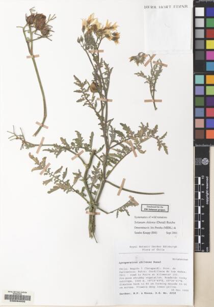 Solanum chilense [Espécimen: ]