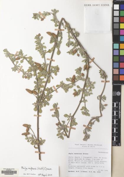 Phyla nodiflora var. reptans [Espécimen: ]