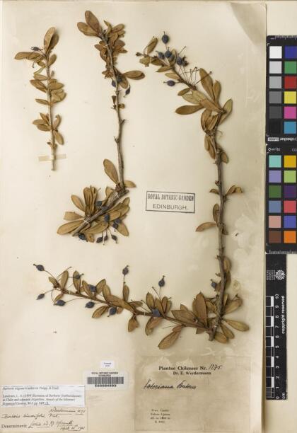 Berberis trigona [Espécimen: ]