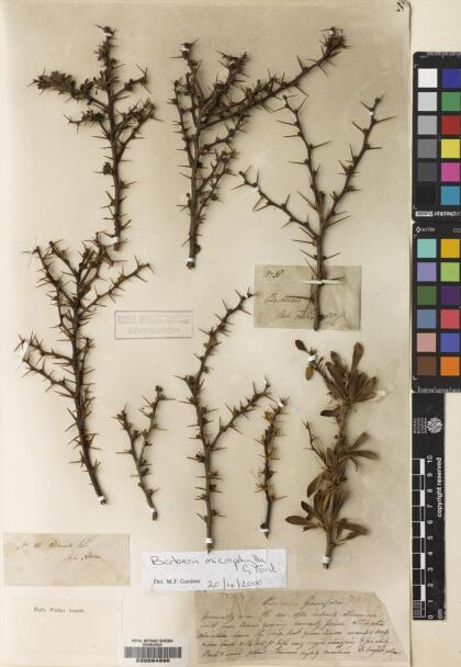 Berberis microphylla [Espécimen: ]