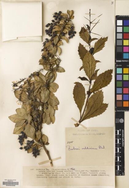 Berberis valdiviana [Espécimen: ]