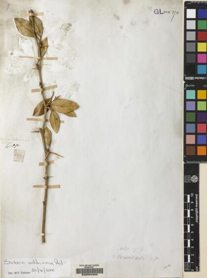 Berberis valdiviana [Espécimen: ]