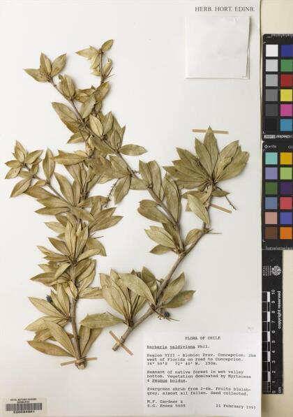 Berberis valdiviana [Espécimen: ]