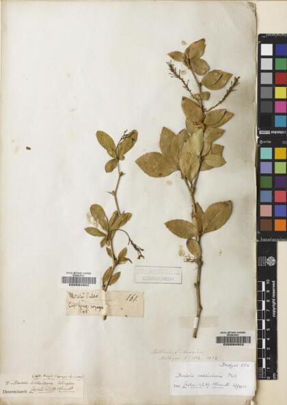 Berberis valdiviana [Espécimen: ]