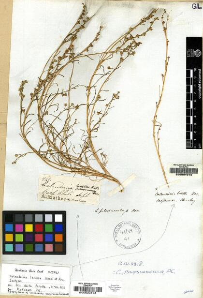 Calandrinia compressa [Espécimen: ]