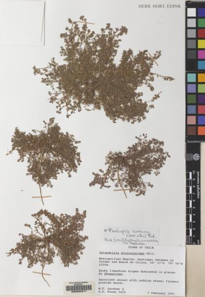 Montiopsis cumingii [Espécimen: ]