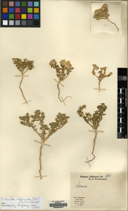 Philippiamra celosioides [Espécimen: ]