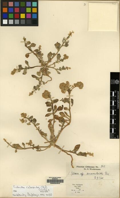 Philippiamra celosioides [Espécimen: ]