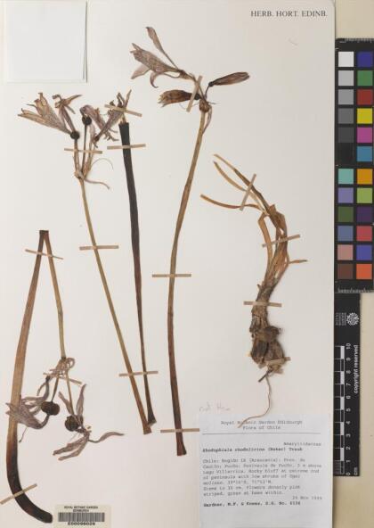 Rhodolirium montanum [Espécimen: ]
