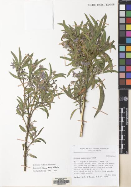 Solanum nitidum [Espécimen: ]