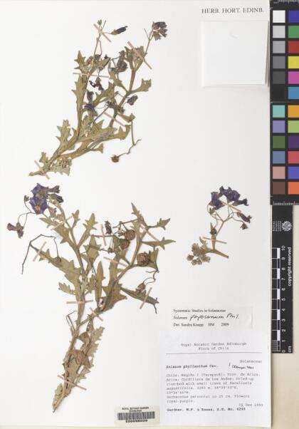 Solanum montanum [Espécimen: ]