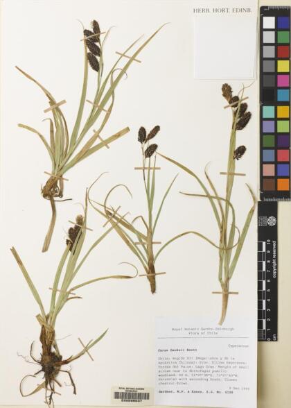 Carex banksii [Espécimen: ]