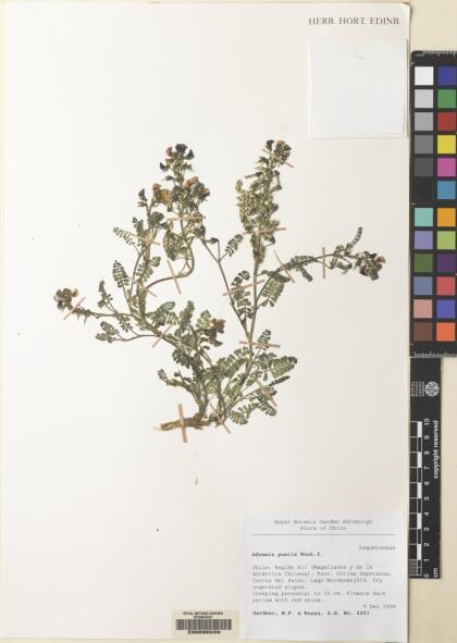 Adesmia corymbosa var. corymbosa [Espécimen: ]