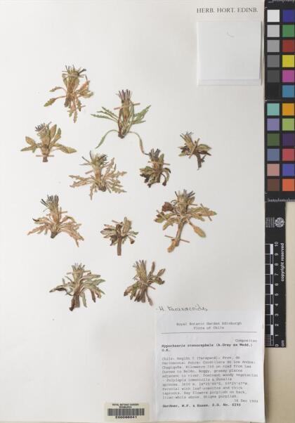 Hypochaeris taraxacoides [Espécimen: ]